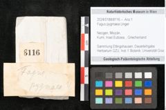 Foto (Objekt + Etikett) von Fagus pygmaea Unger (NHMW-GEO-2024-0188-8116)
